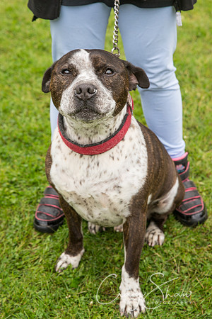 1778_FunDay2017_PAWS_craigshaw