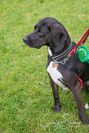 1786_FunDay2017_PAWS_craigshaw