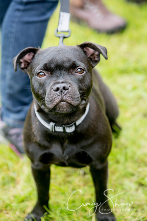 1820_FunDay2017_PAWS_craigshaw