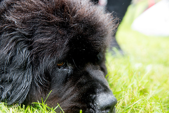 1889_FunDay2017_PAWS_craigshaw