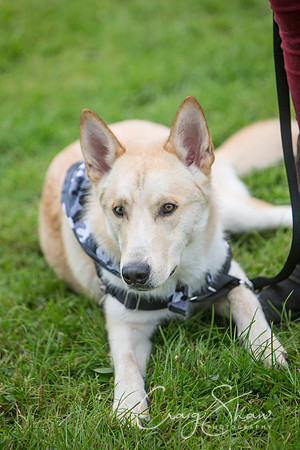 1953_FunDay2017_PAWS_craigshaw
