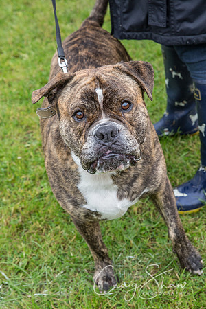 1964_FunDay2017_PAWS_craigshaw