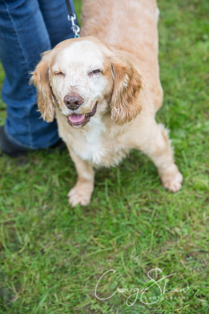 2072_FunDay2017_PAWS_craigshaw
