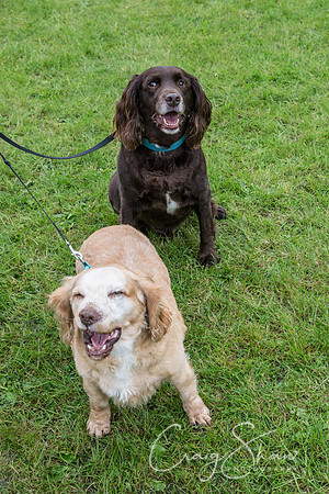 2077_FunDay2017_PAWS_craigshaw