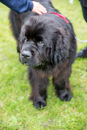 2088_FunDay2017_PAWS_craigshaw