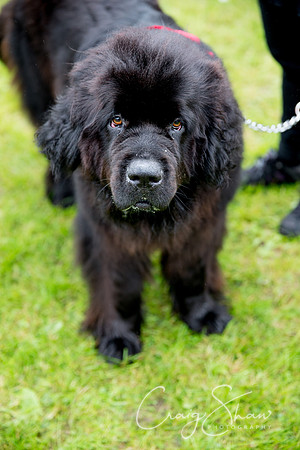 2089_FunDay2017_PAWS_craigshaw