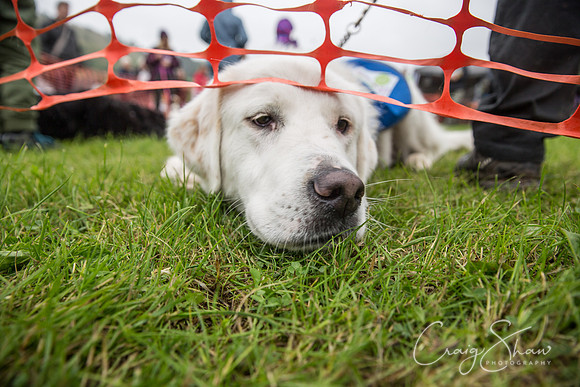 2107_FunDay2017_PAWS_craigshaw