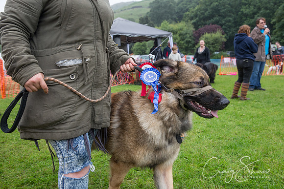 2120_FunDay2017_PAWS_craigshaw
