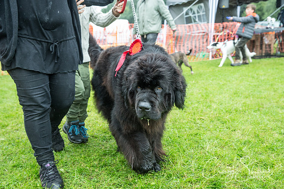 2131_FunDay2017_PAWS_craigshaw