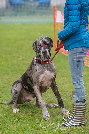 2143_FunDay2017_PAWS_craigshaw
