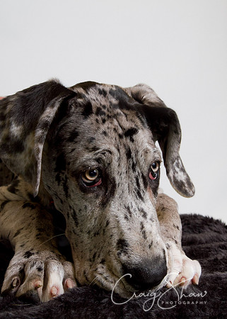 Vets4Pets RSPCA Fundraiser