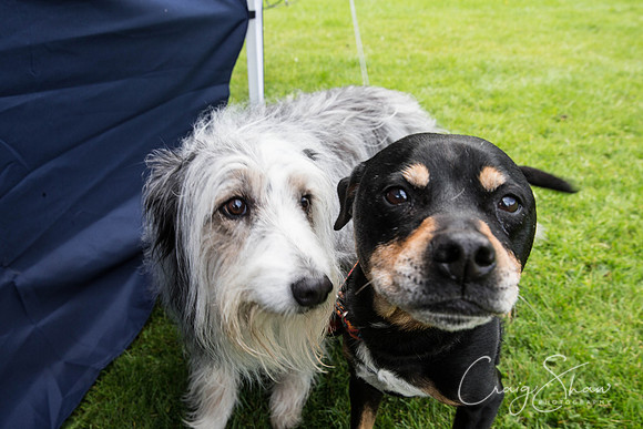 Hebdens Happy Hounds 2017