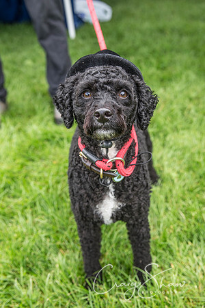 Hebdens Happy Hounds 2017