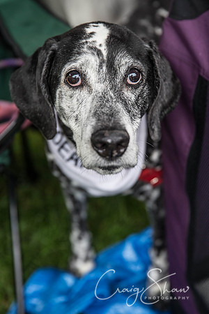 Hebdens Happy Hounds 2017