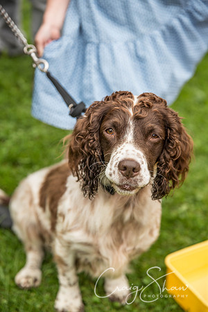 Hebdens Happy Hounds 2017