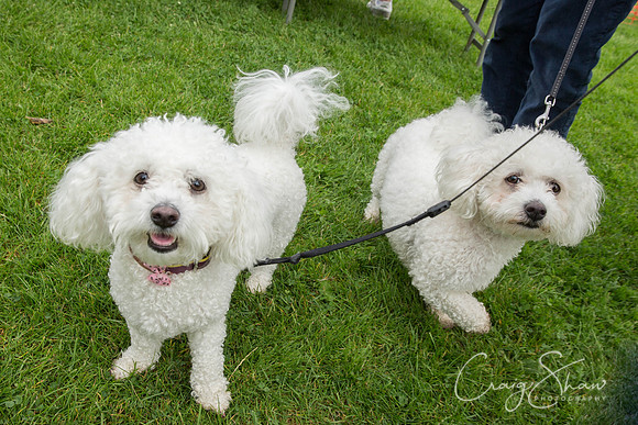Hebdens Happy Hounds 2017