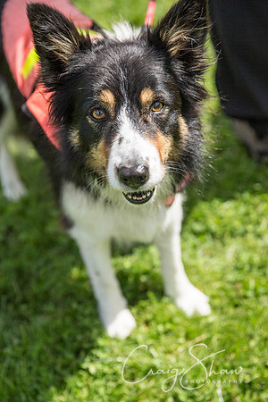 Hebdens Happy Hounds 2017