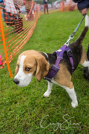 315_FunDay2017_PAWS_craigshaw