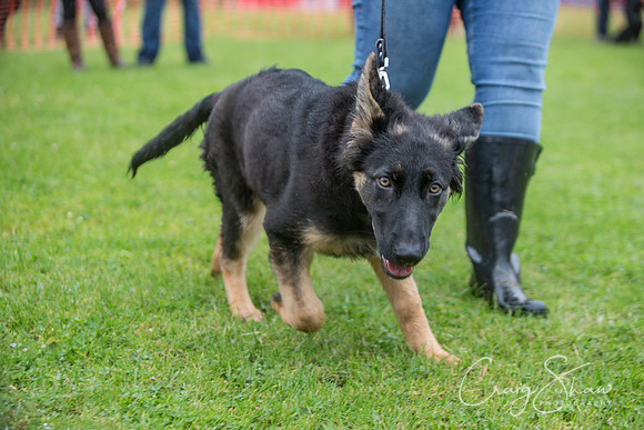 346_FunDay2017_PAWS_craigshaw