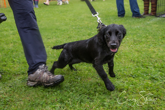 472_FunDay2017_PAWS_craigshaw