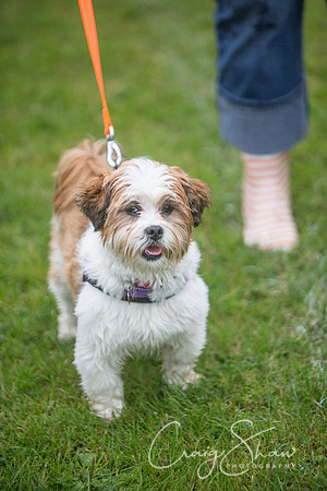 489_FunDay2017_PAWS_craigshaw