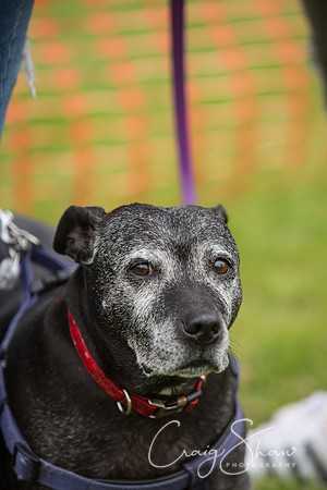 546_FunDay2017_PAWS_craigshaw