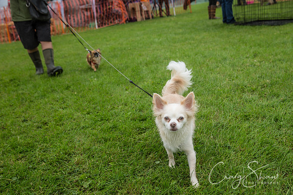 649_FunDay2017_PAWS_craigshaw