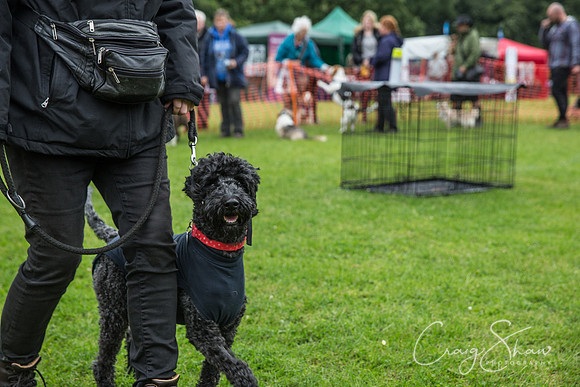 666_FunDay2017_PAWS_craigshaw