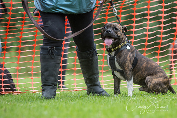 674_FunDay2017_PAWS_craigshaw