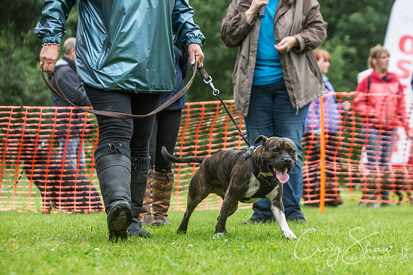 676_FunDay2017_PAWS_craigshaw