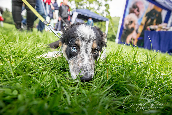 174_RSPCAShidenDogDay2017_craigshaw