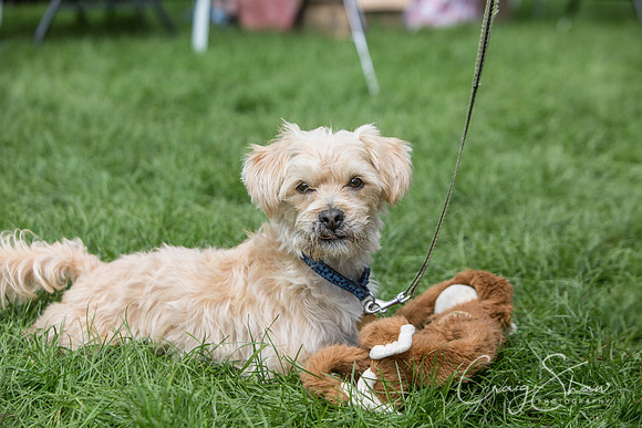 407_RSPCAShidenDogDay2017_craigshaw