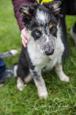 766_RSPCAShidenDogDay2017_craigshaw
