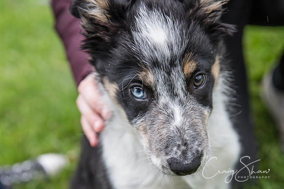 766_RSPCAShidenDogDay2017_craigshaw