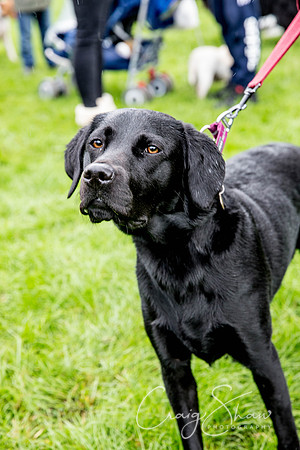796_RSPCAShidenDogDay2017_craigshaw