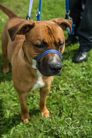 1035_RSPCAShidenDogDay2017_craigshaw