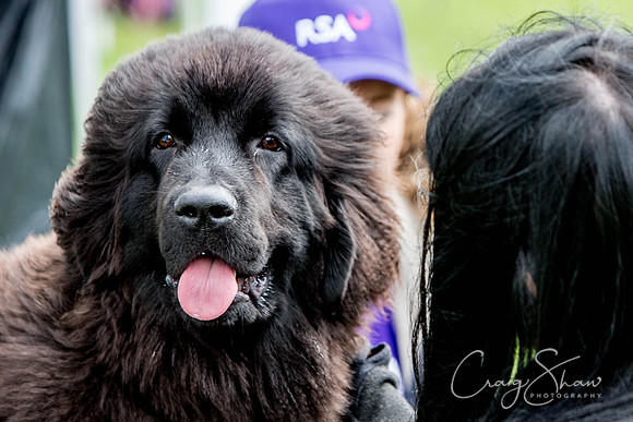 1084_RSPCAShidenDogDay2017_craigshaw