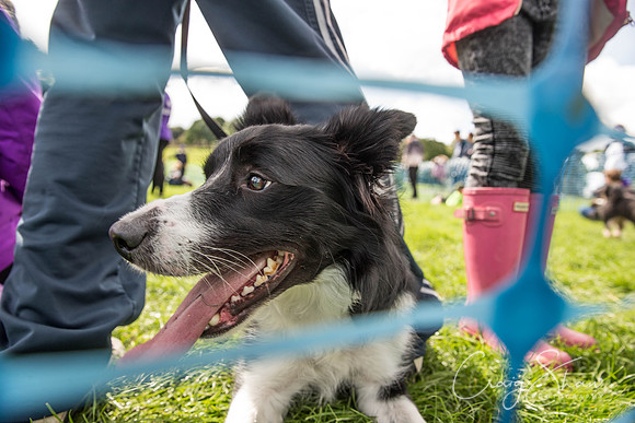1397_RSPCAShidenDogDay2017_craigshaw