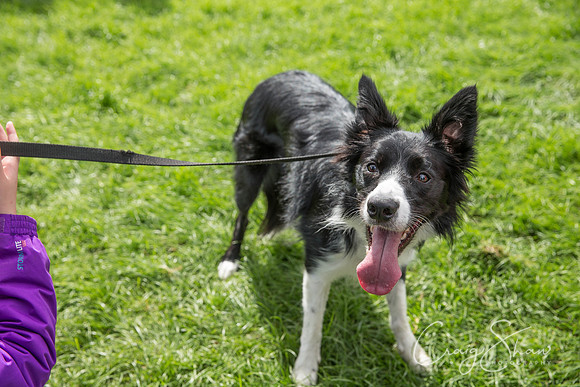 1403_RSPCAShidenDogDay2017_craigshaw