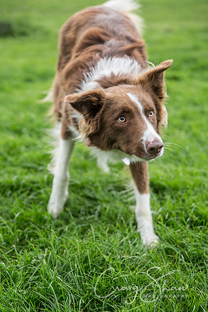 332_Woofstock2016_craigshaw
