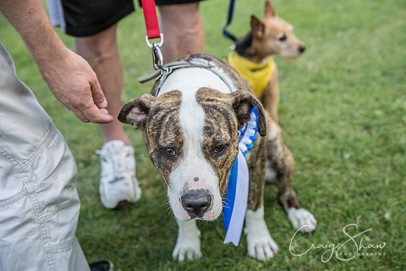 2460_K9Partyinthepark2014_RSPCAHalifax_bluplanetphoto