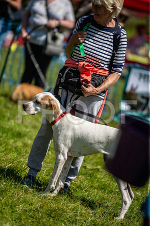 1654__PAWSFundogShow_July2022_cshaw