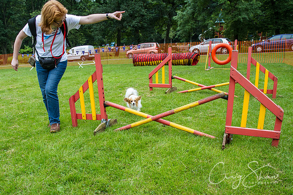 RSPCA Dog Day Afternoon