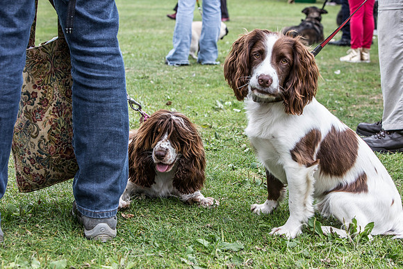 803_BarkintheParkHuddersfield_2014_bluplanetphoto