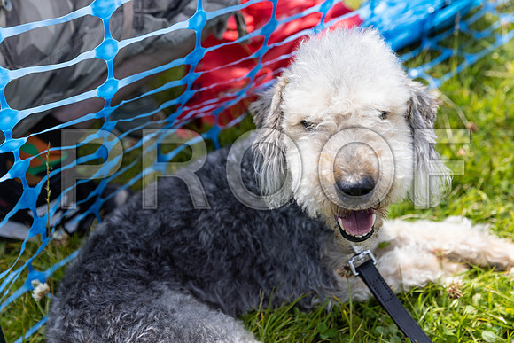 1553__PAWSFundogShow_July2022_cshaw