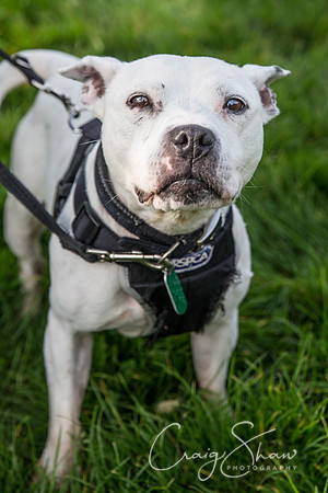 1_Bigwalkies2017_RSPCAHx_craigshawphoto