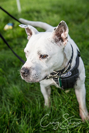 4_Bigwalkies2017_RSPCAHx_craigshawphoto