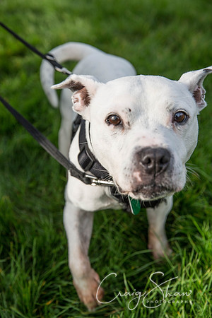 6_Bigwalkies2017_RSPCAHx_craigshawphoto