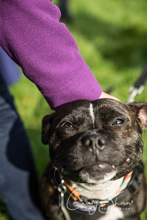 20_Bigwalkies2017_RSPCAHx_craigshawphoto
