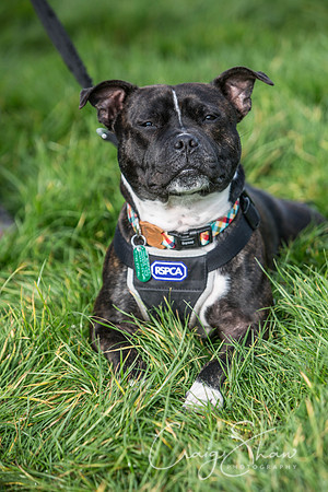 42_Bigwalkies2017_RSPCAHx_craigshawphoto